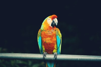 The red and blue parrot
